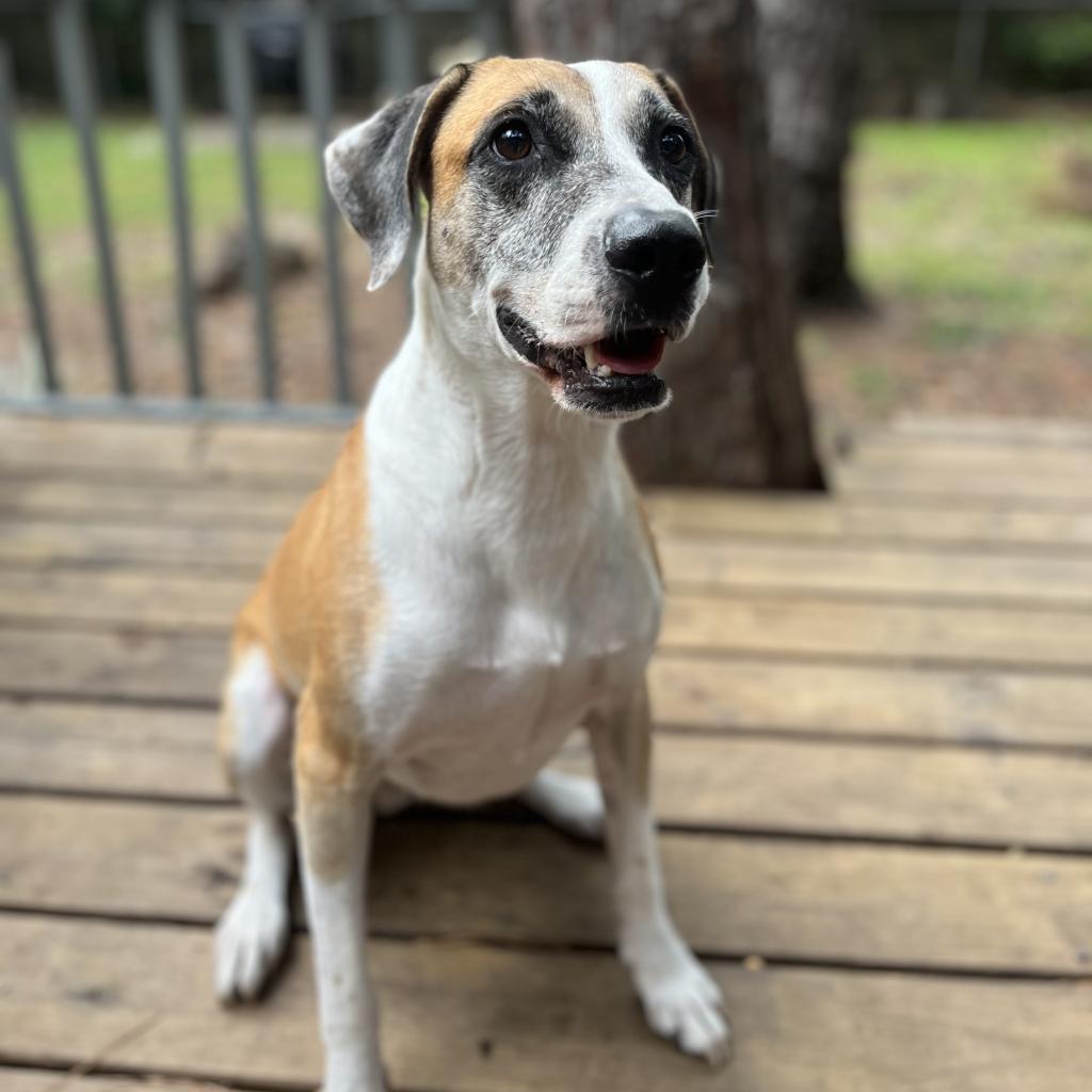 Brady, an adoptable Hound in Gainesville, FL, 32609 | Photo Image 1