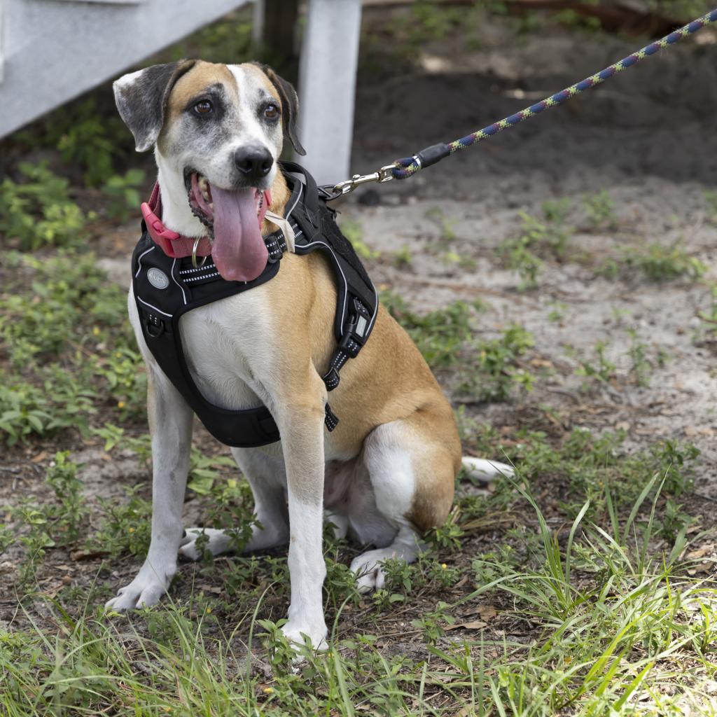 Brady, an adoptable Hound in Gainesville, FL, 32609 | Photo Image 2