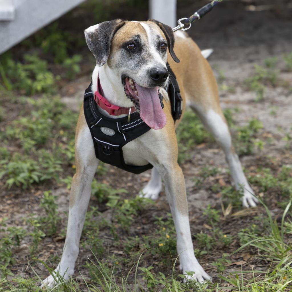 Brady, an adoptable Hound in Gainesville, FL, 32609 | Photo Image 3