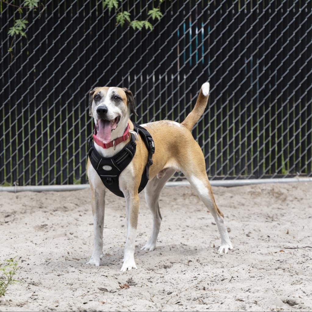 Brady, an adoptable Hound in Gainesville, FL, 32609 | Photo Image 4