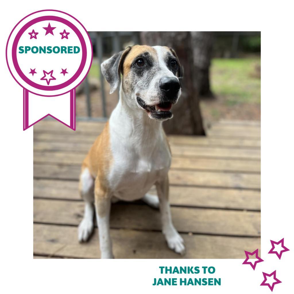 Brady, an adoptable Hound in Gainesville, FL, 32609 | Photo Image 5