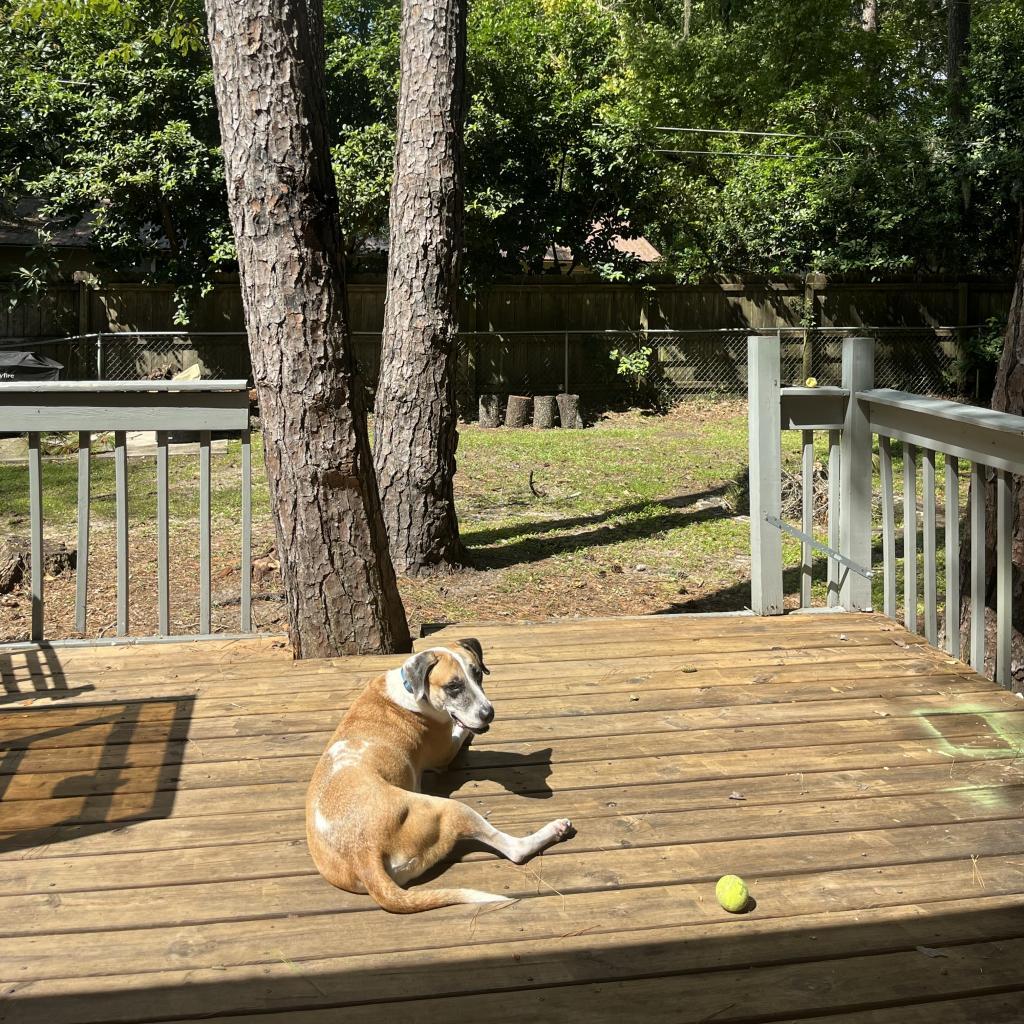 Brady, an adoptable Hound in Gainesville, FL, 32609 | Photo Image 5
