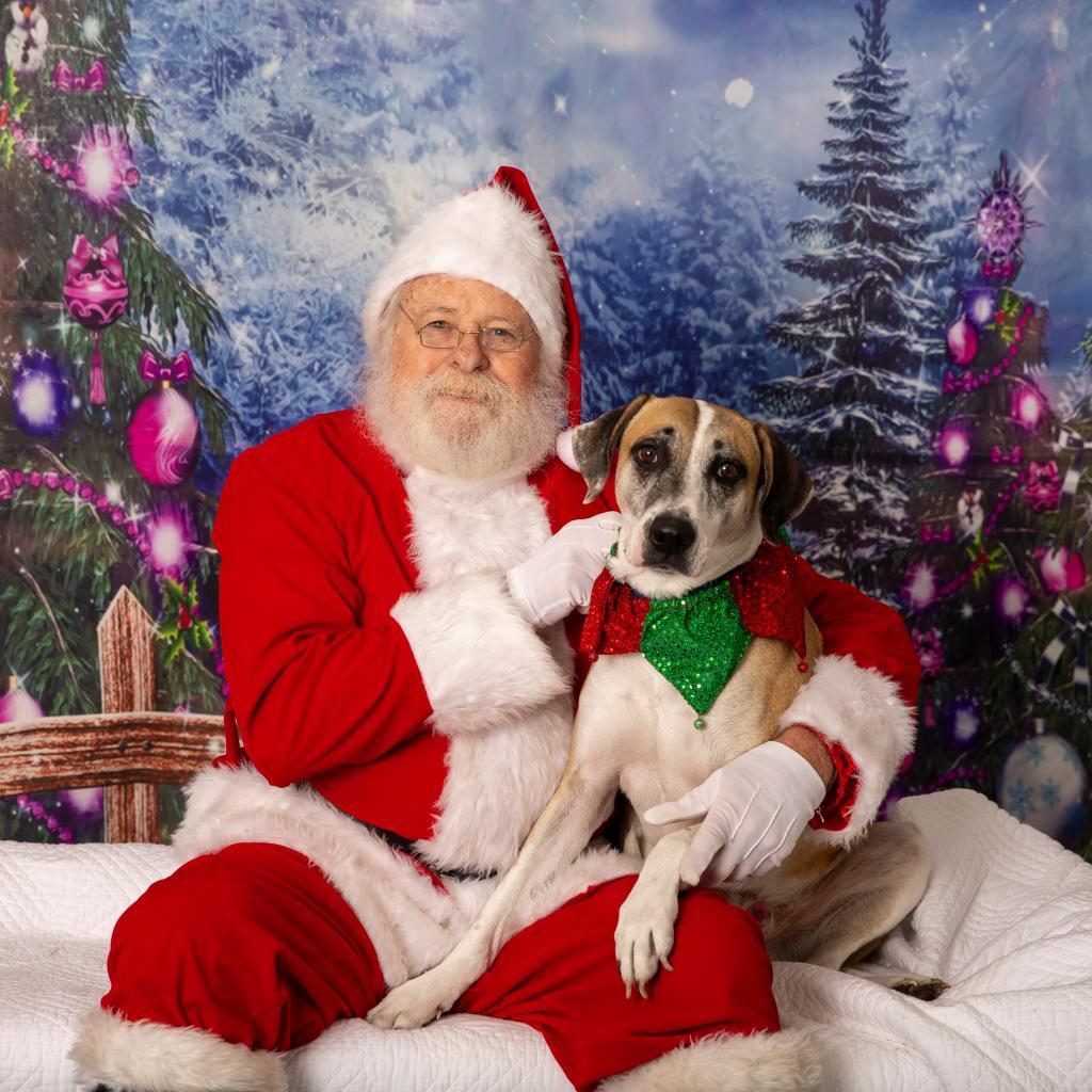 Brady, an adoptable Hound in Gainesville, FL, 32609 | Photo Image 6