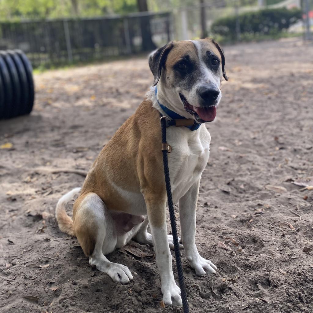 Brady, an adoptable Hound in Gainesville, FL, 32609 | Photo Image 6