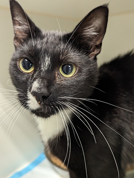 Shadow, an adoptable Domestic Short Hair Mix in Bellingham, WA_image-1