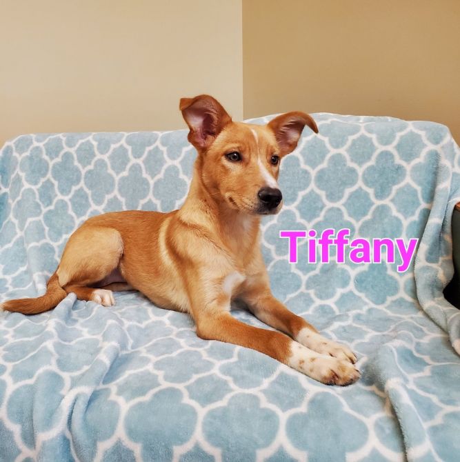 Tiffany 