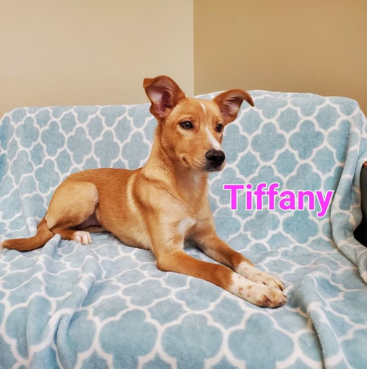 Tiffany , an adoptable Collie & Feist Mix in Naperville, IL_image-1