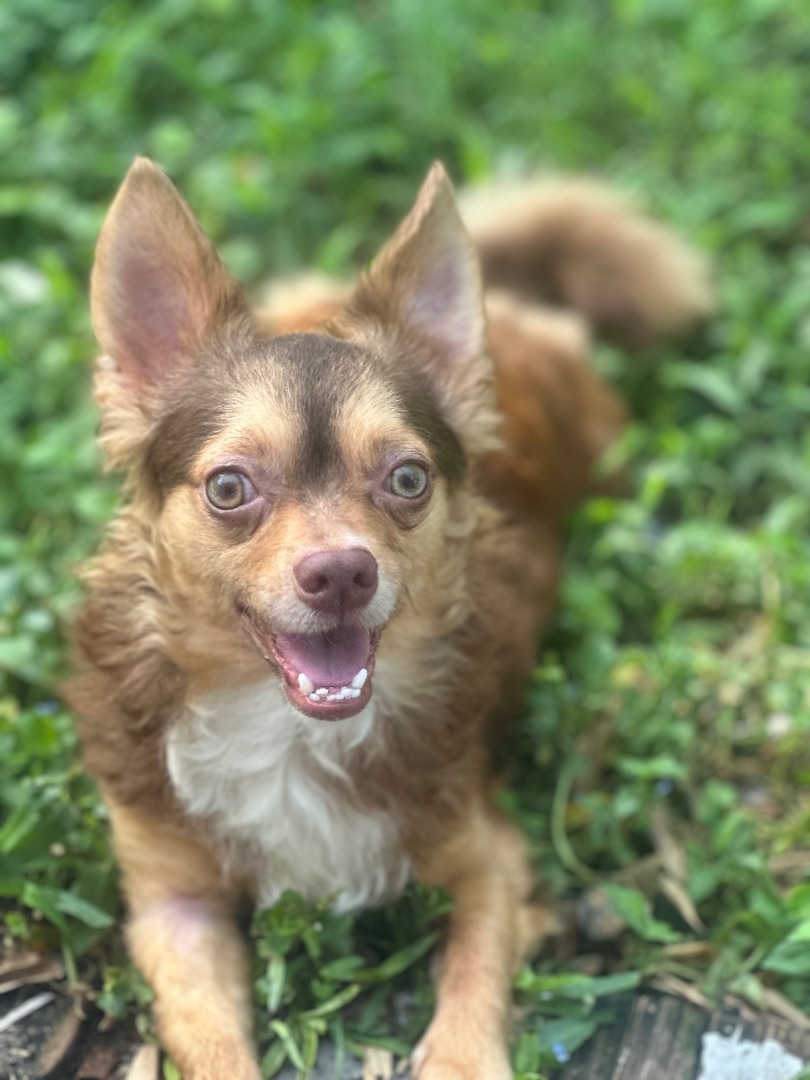 Dog for adoption Willie, a Chihuahua Mix in Orlando, FL Petfinder