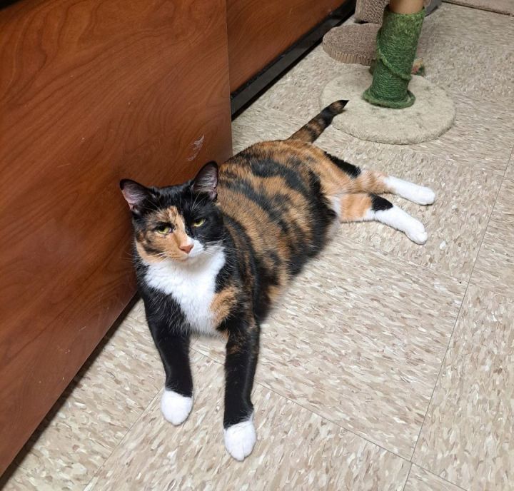 Sassy (SBT), an adoptable Calico in Columbia, SC_image-1