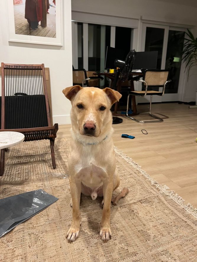 Vito