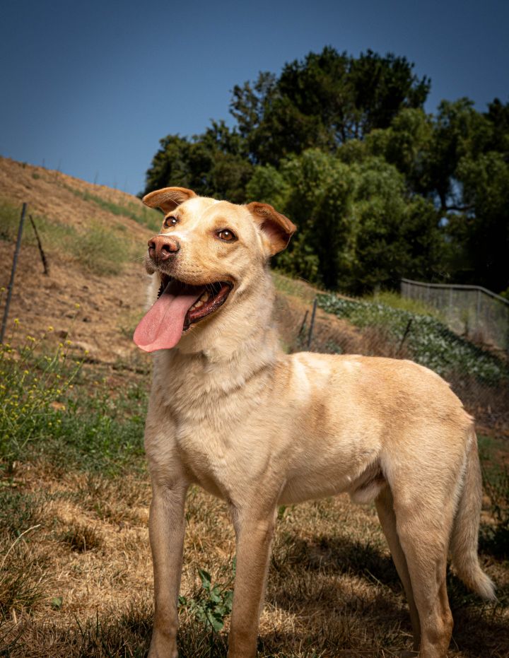 Vito, an adoptable Shepherd Mix in Santa Monica, CA_image-5