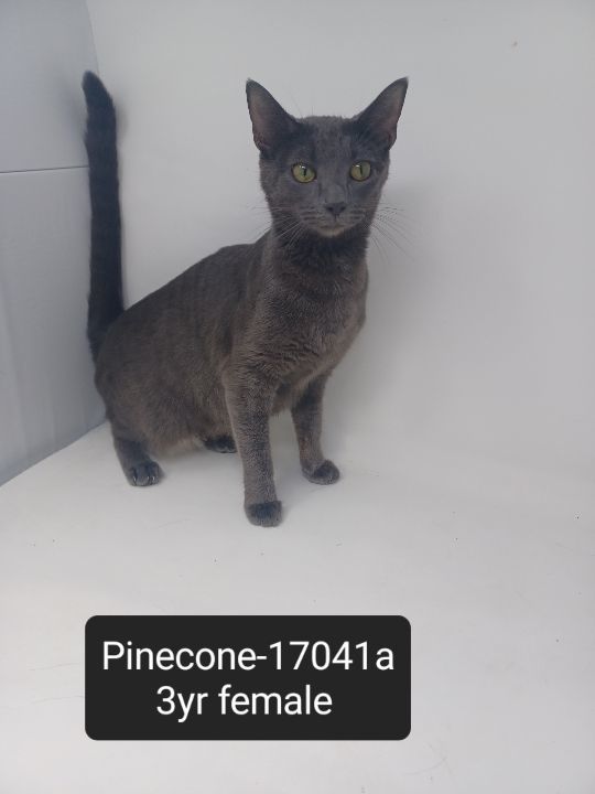Pinecone 1