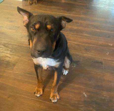 Bubbles the Wonder Dog 2