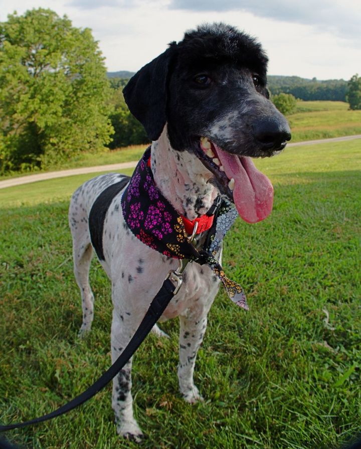 Maizie (Just shaved due to neglect matting) - Local 9/2, an adoptable Labradoodle in Columbus, OH_image-1