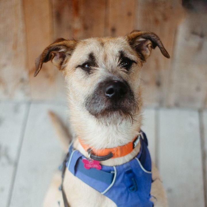 Thomas, an adoptable Terrier Mix in Jackson, WY_image-1
