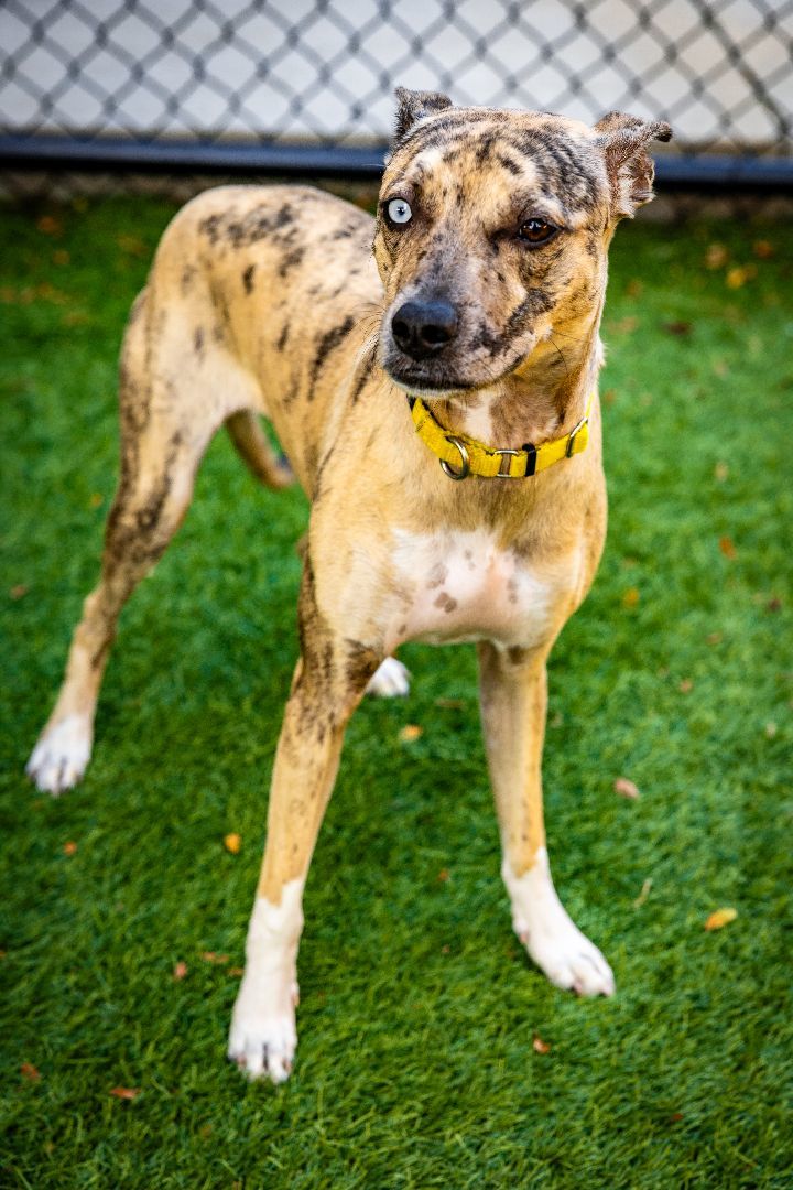 Layla, an adoptable Catahoula Leopard Dog Mix in Naperville, IL_image-4
