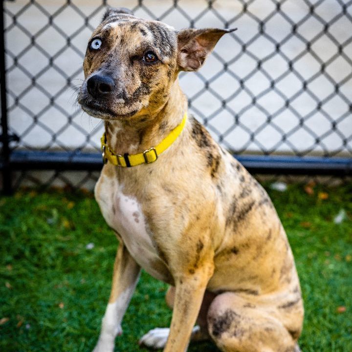 Layla, an adoptable Catahoula Leopard Dog Mix in Naperville, IL_image-6