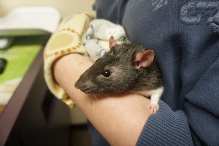 Gerbert, an adoptable Rat in Saint Paul, MN_image-2