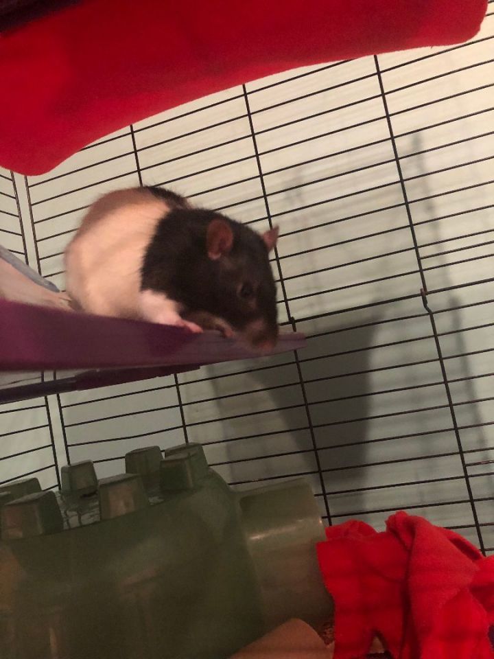 Gerbert, an adoptable Rat in Saint Paul, MN_image-5