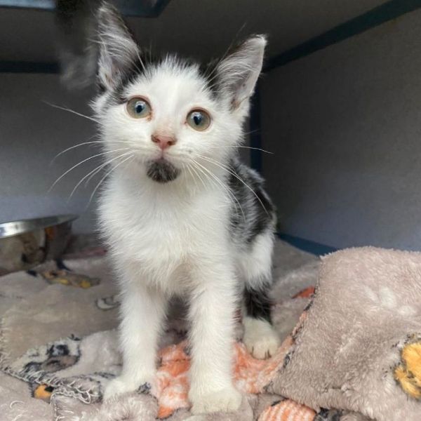 Cedar Bend Humane Society | Adopt A Cat