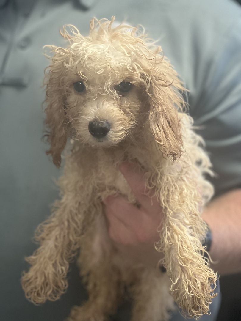 William Bryant, an adoptable Cockapoo in Blue Springs, MO, 64015 | Photo Image 2