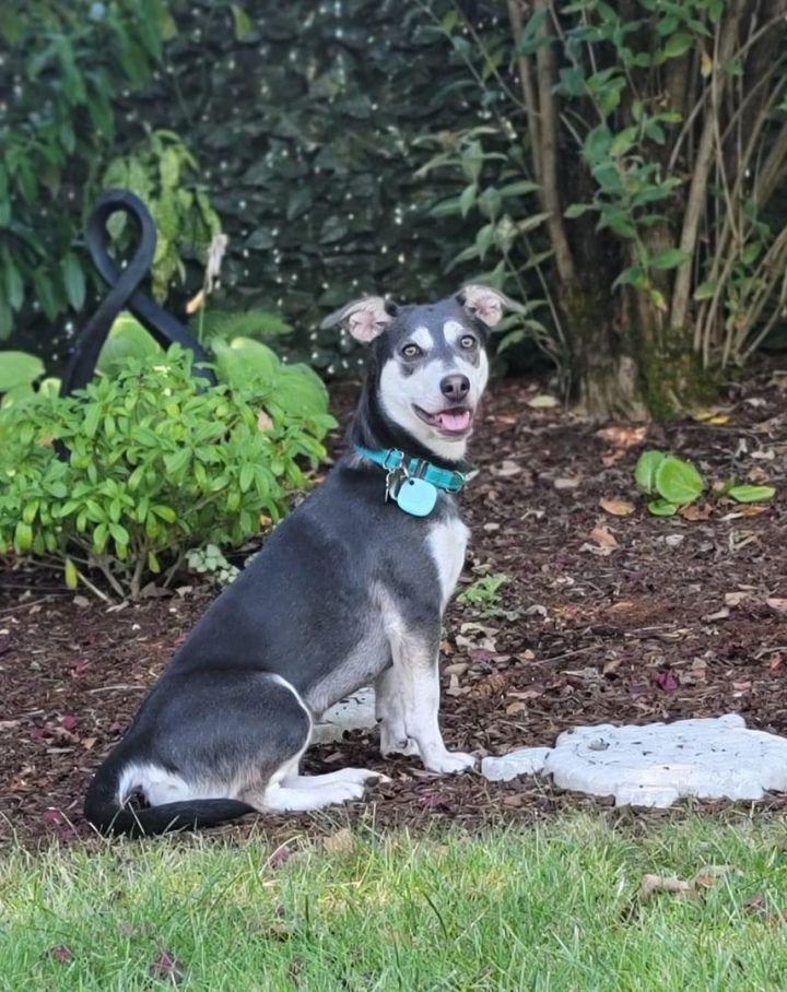 Aurora, an adopted Dachshund & Husky Mix in Vancouver, WA_image-1
