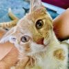 Sarafina - Smart self reliant kitty 