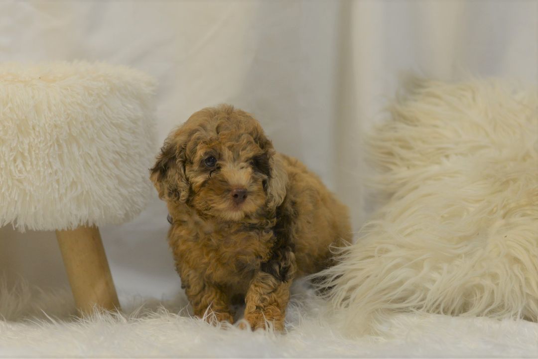 Lionel Dewayne, an adoptable Cockapoo in Collins, MO, 64738 | Photo Image 2