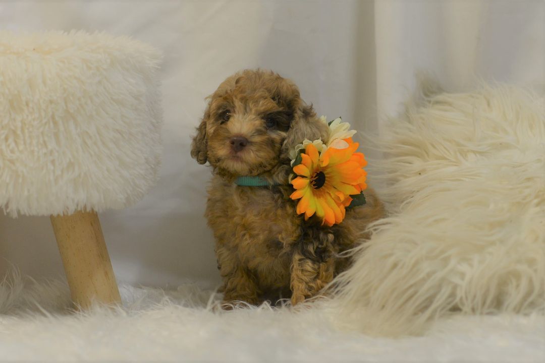 Lionel Dewayne, an adoptable Cockapoo in Collins, MO, 64738 | Photo Image 6