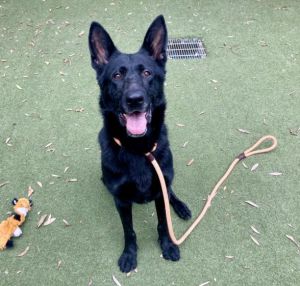 CONY German Shepherd Dog Dog