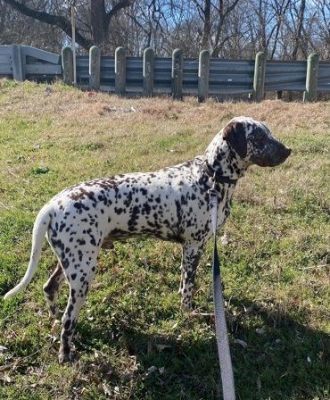 Petfinder dalmatian best sale