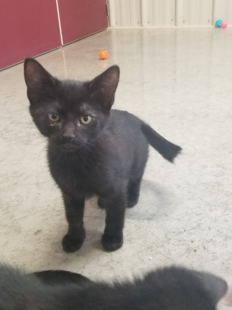 Merlot, an adoptable Domestic Short Hair in Medford, WI, 54451 | Photo Image 2