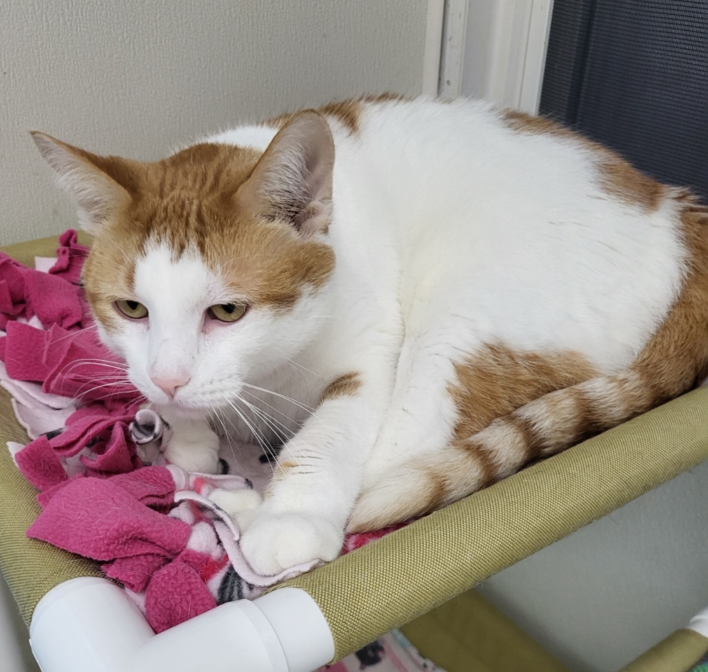 Sakari, an adoptable Domestic Short Hair in Medford, WI, 54451 | Photo Image 1