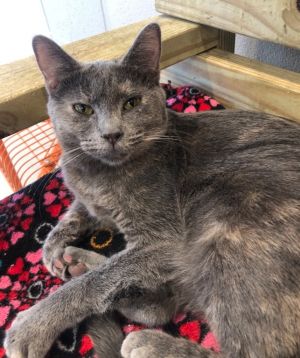 Pia, Adult Female Domestic Short Hair