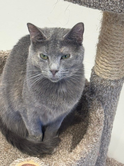 Pia