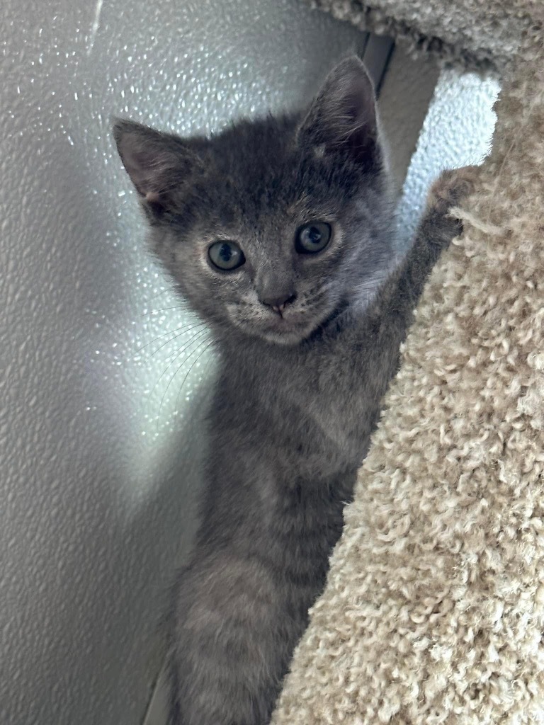 Pia
