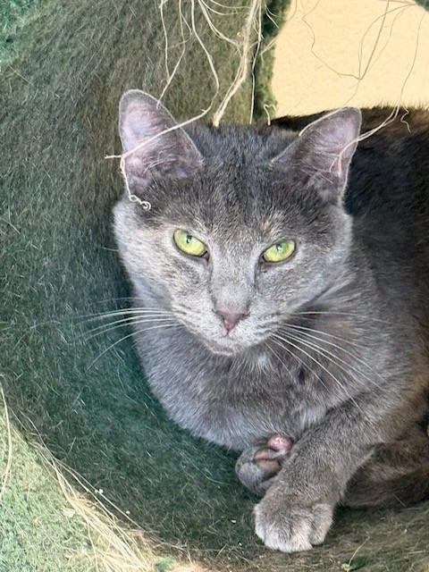 Pia