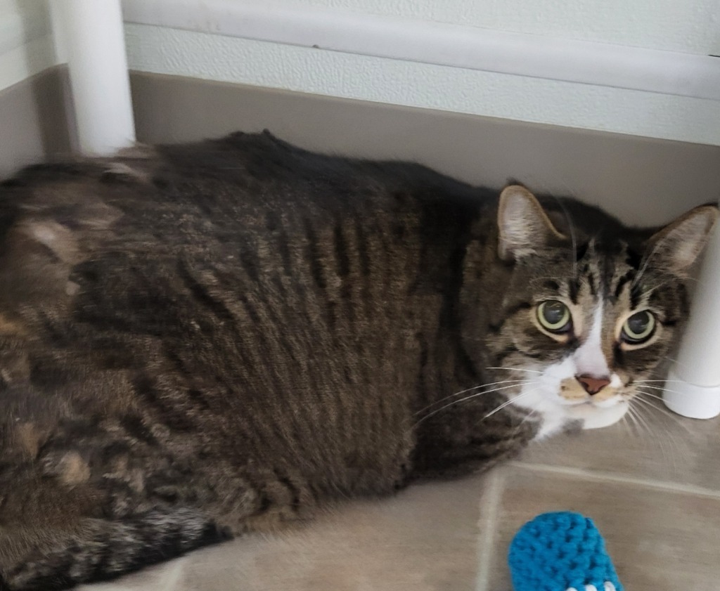 Senya, an adoptable Domestic Short Hair in Medford, WI, 54451 | Photo Image 1