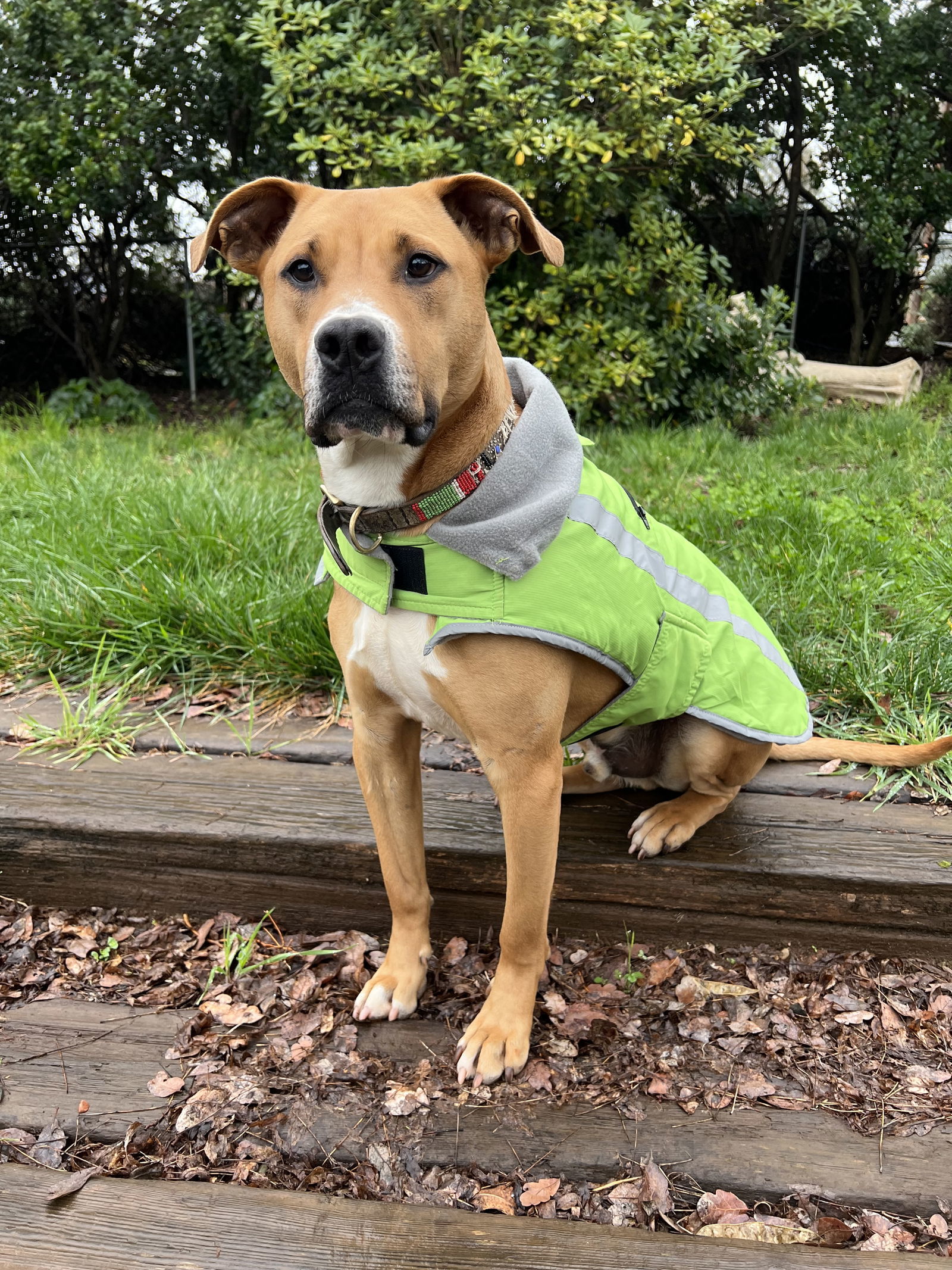 Finch, an adoptable Boxer in Chico, CA, 95973 | Photo Image 1