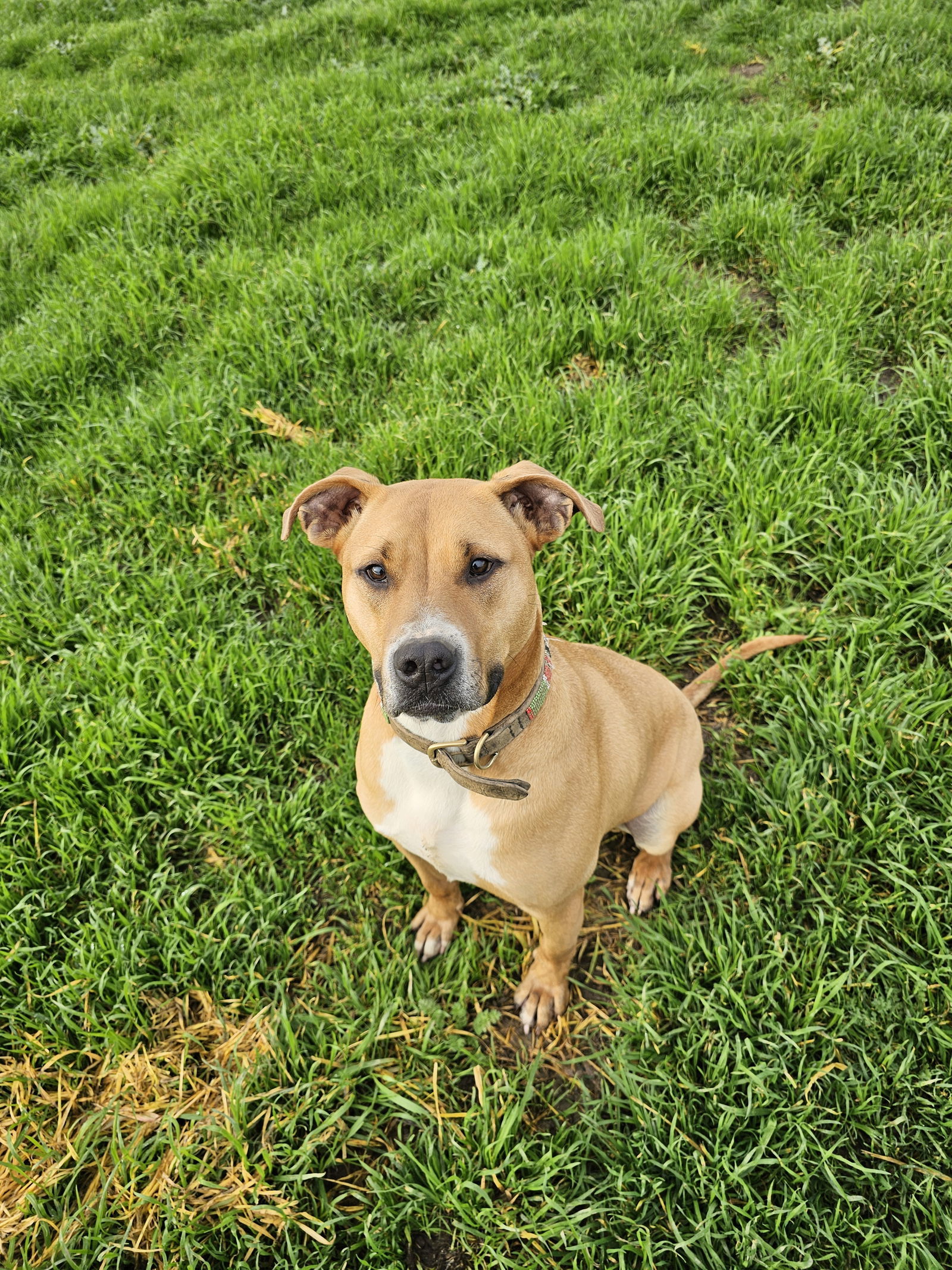 Finch, an adoptable Boxer in Chico, CA, 95973 | Photo Image 2