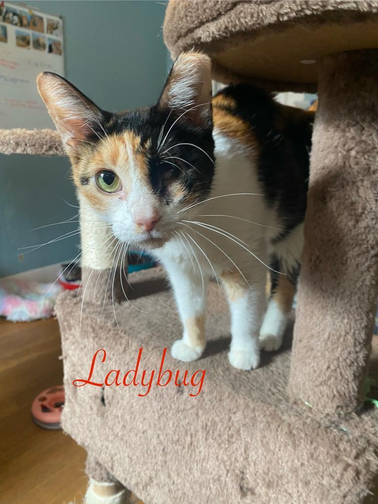 Ladybug, an adoptable Calico in El Dorado, AR, 71730 | Photo Image 1