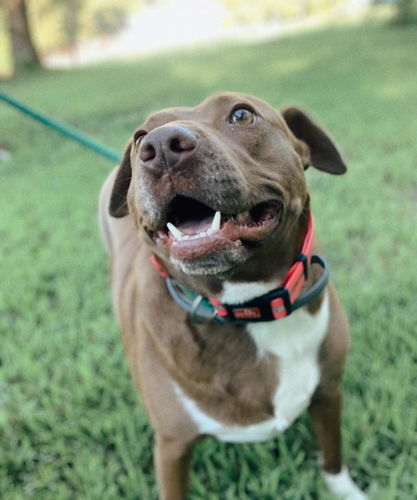 Angel Parker, an adoptable Pit Bull Terrier in El Dorado, AR, 71730 | Photo Image 1