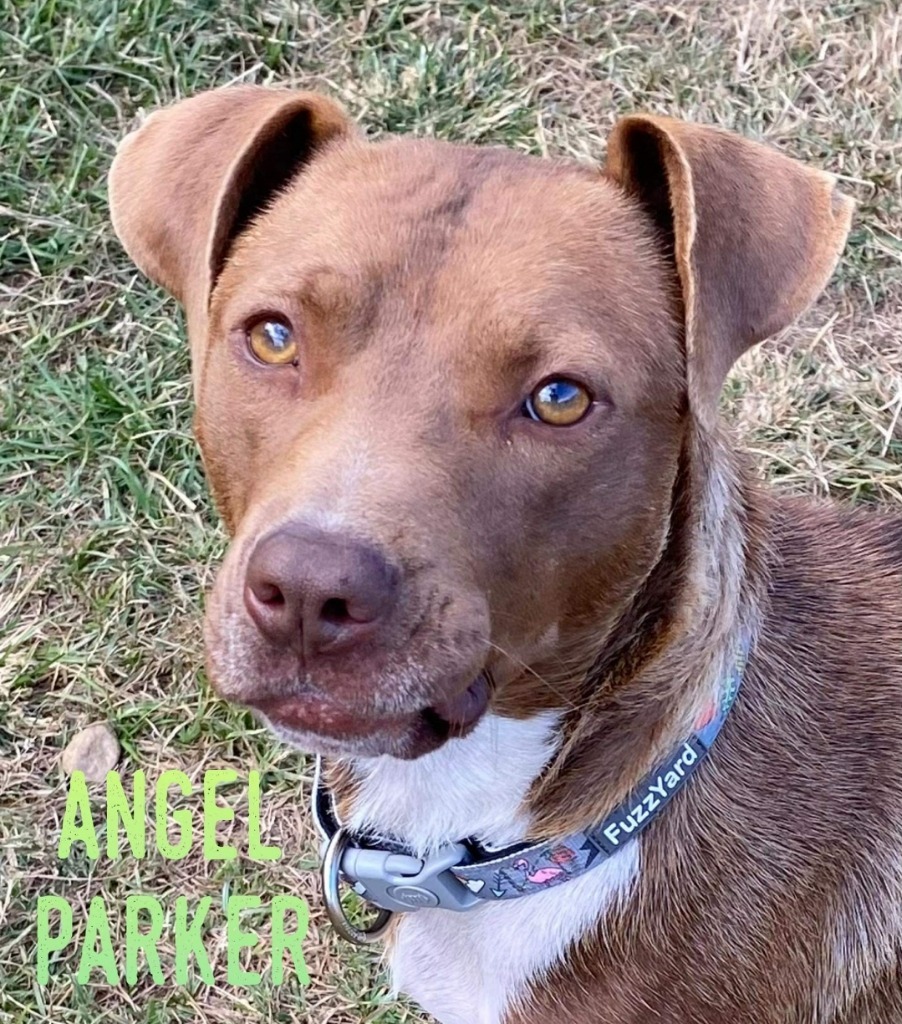 Angel Parker, an adoptable Pit Bull Terrier in El Dorado, AR, 71730 | Photo Image 3