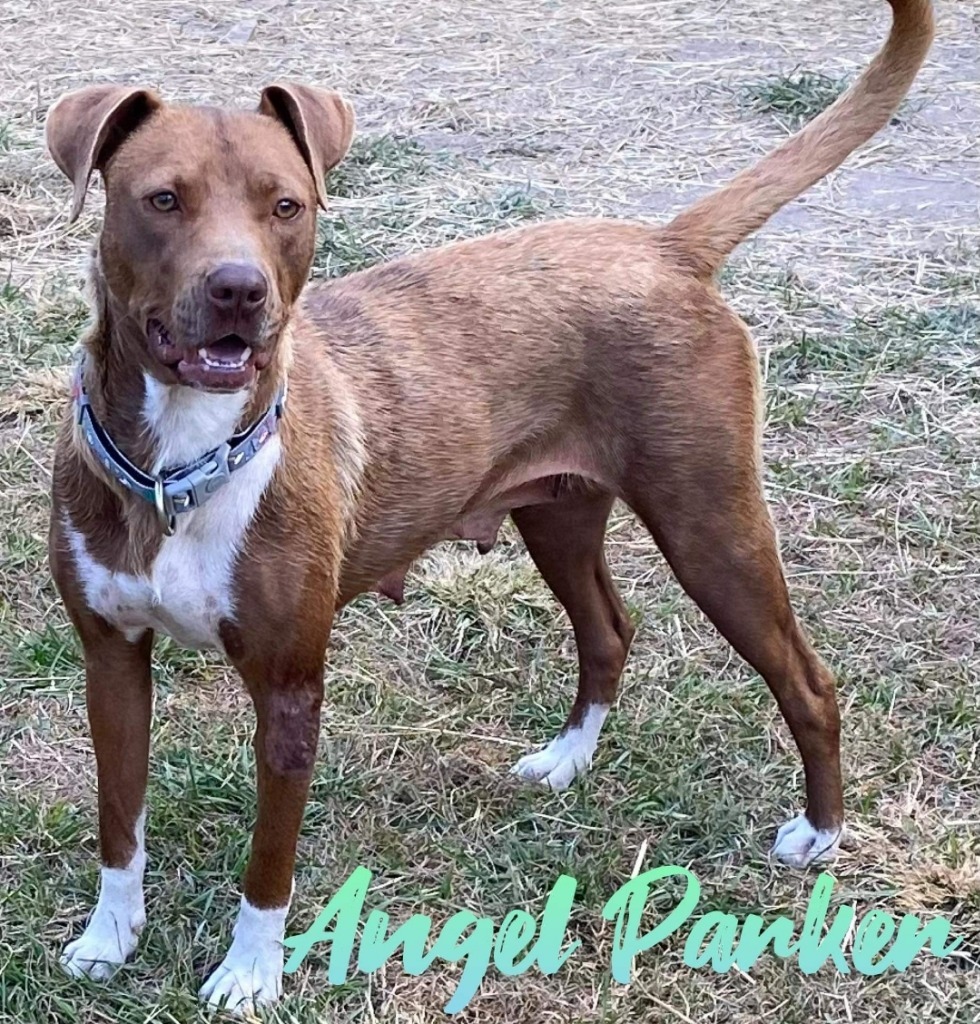 Angel Parker, an adoptable Pit Bull Terrier in El Dorado, AR, 71730 | Photo Image 4