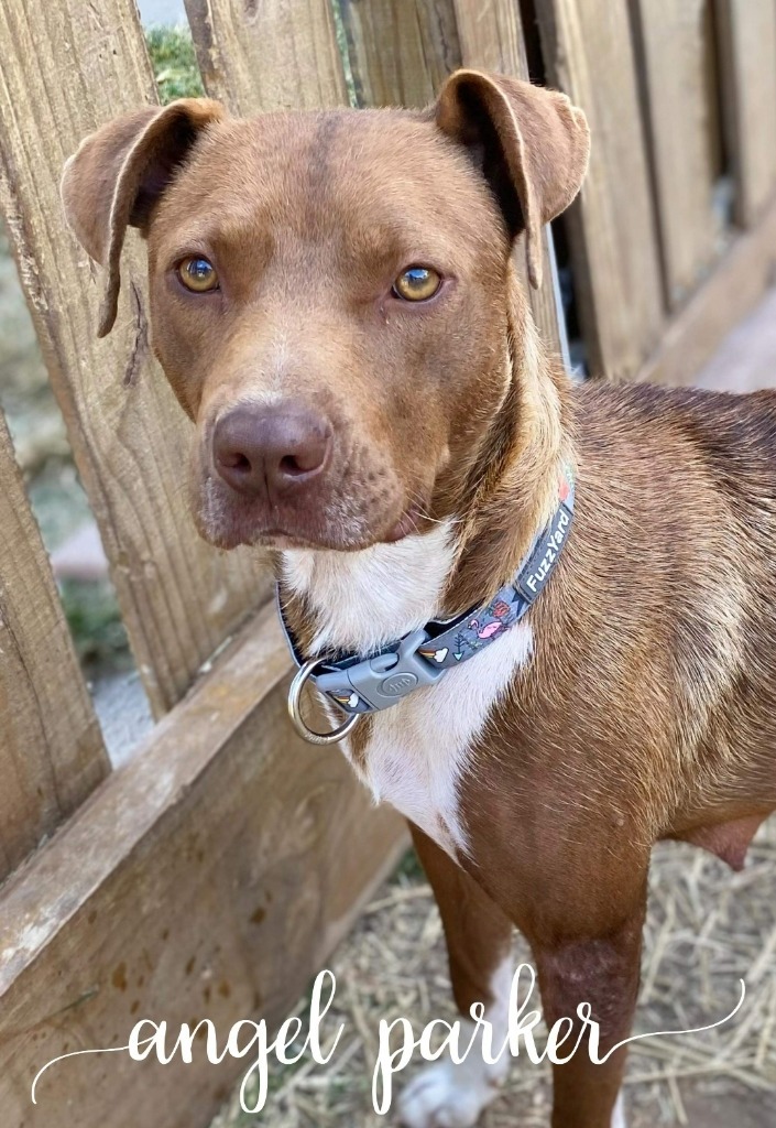 Angel Parker, an adoptable Pit Bull Terrier in El Dorado, AR, 71730 | Photo Image 5