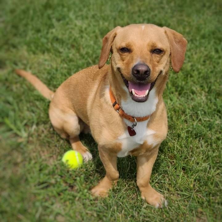 Udon, an adoptable Labrador Retriever, Basset Hound in Warren, MI, 48089 | Photo Image 2