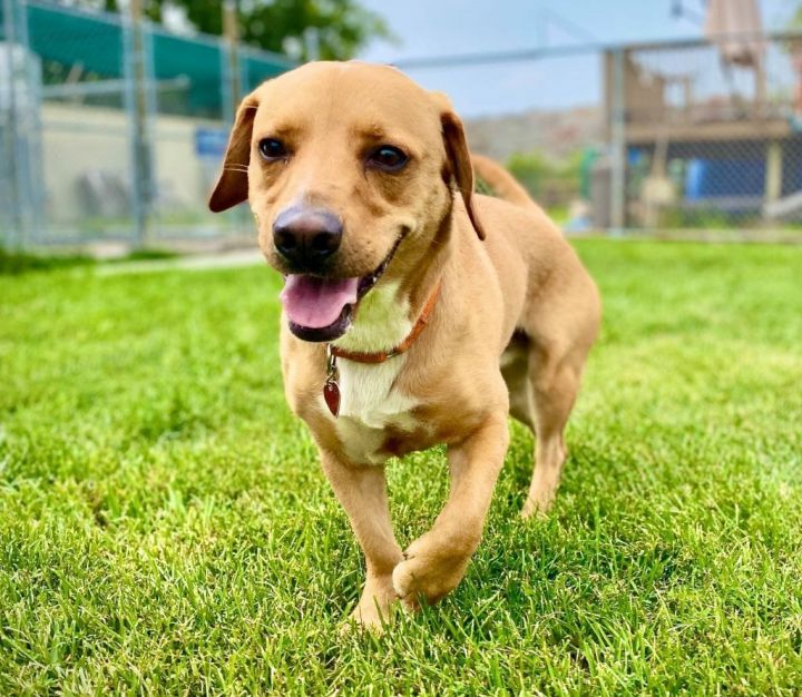 Dog for adoption - Udon, a Labrador Retriever & Basset Hound Mix in ...