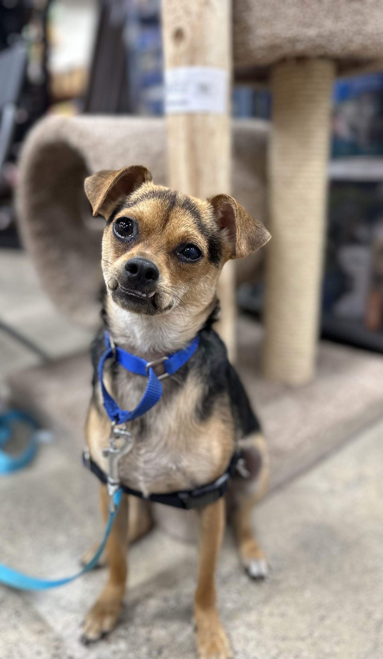 Memo, an adoptable Chihuahua in Livonia, MI, 48151 | Photo Image 1