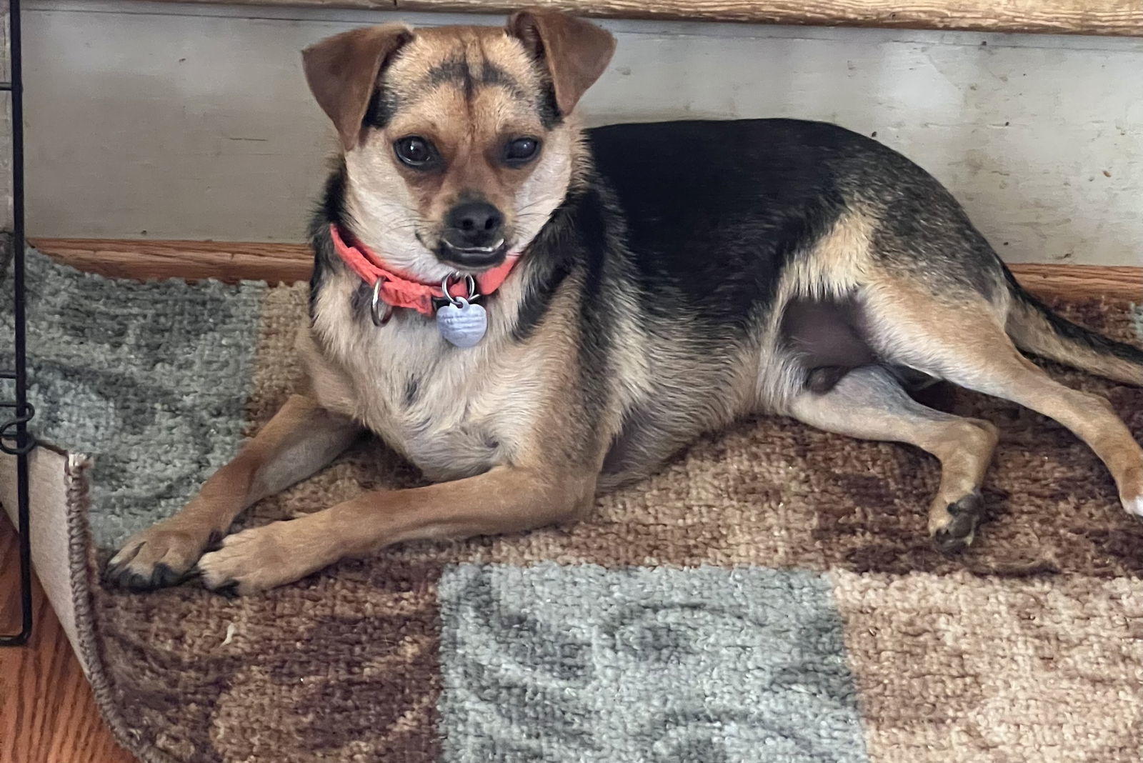 Memo, an adoptable Chihuahua in Livonia, MI, 48151 | Photo Image 2