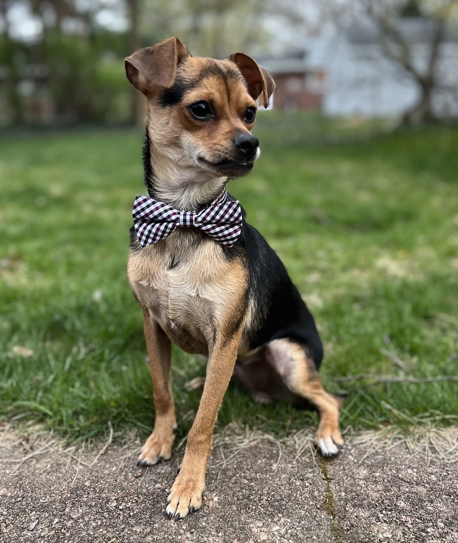 Memo, an adoptable Chihuahua in Livonia, MI, 48151 | Photo Image 3